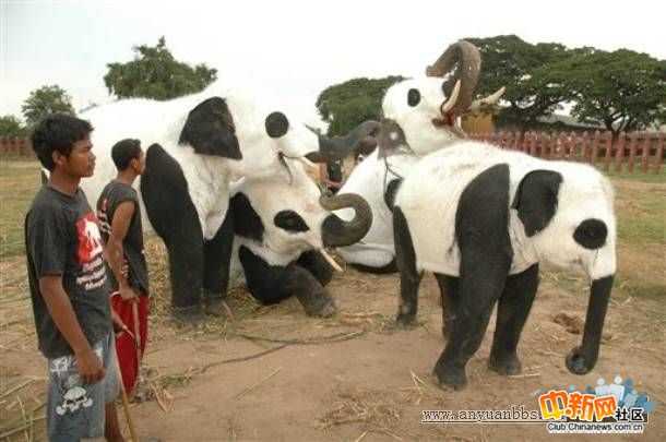 В Таиланде настолько высока популярность панд, что даже слонов раскрашивают в их цвета