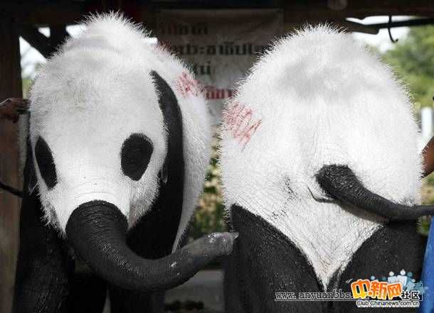 В Таиланде настолько высока популярность панд, что даже слонов раскрашивают в их цвета