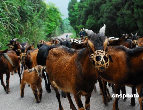 В провинции Сычуань на коз надели намордники в целях охраны окружающей среды 