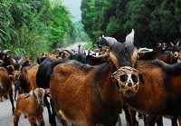 В провинции Сычуань на коз надели намордники в целях охраны окружающей среды
