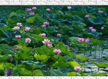 Самые красивые водно-болотные угодья с лотосами в г. Хэцзэ провинции Шаньдун