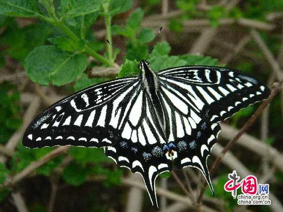 Красивые бабочки и их личинки