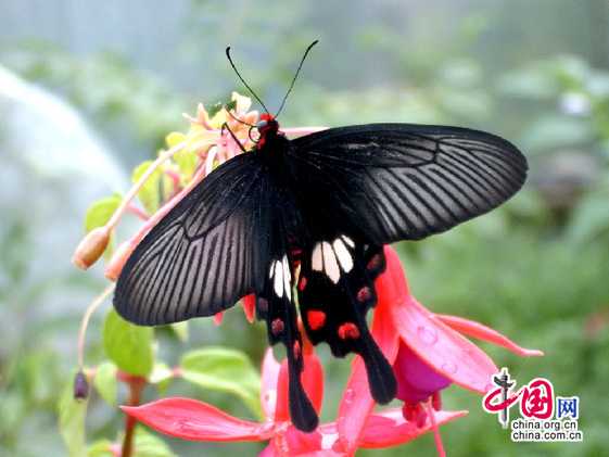 Красивые бабочки и их личинки