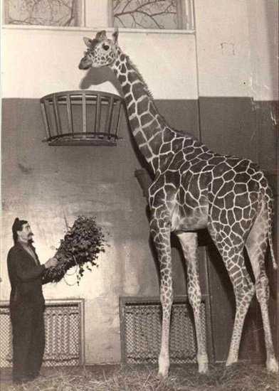 Старые фотографии Московского зоопарка в 1920 году