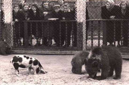 Старые фотографии Московского зоопарка в 1920 году