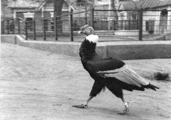 Старые фотографии Московского зоопарка в 1920 году