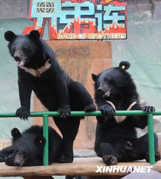 «Рай медведей» в Циндао 5