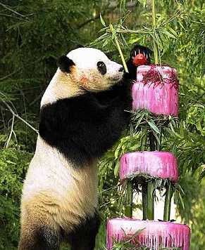 Панда по кличке Тайшань отметил свой 4-й день рождения в Вашингтоне