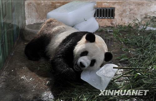 Симпатичные большие панды борются с жарой