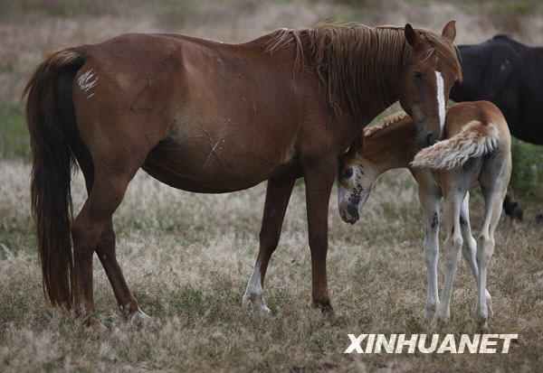 «Чудесные небесные лошади» Синьцзяна