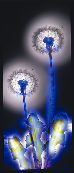 Фотоэлектрические цветы – идеальное сочетание науки и искусства