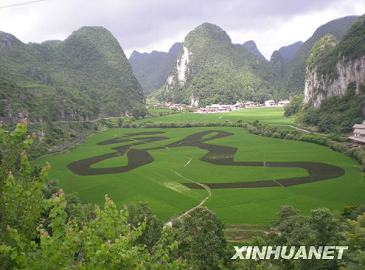 В провинции Гуйчжоу появился огромный иероглиф «龙» (дракон), образованный рисовыми всходами