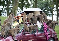 Как бабуины «грабят» автомобиль