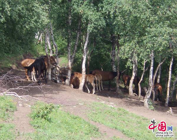 Пейзаж в горах Линшань