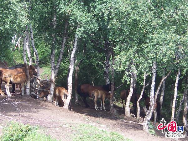 Пейзаж в горах Линшань