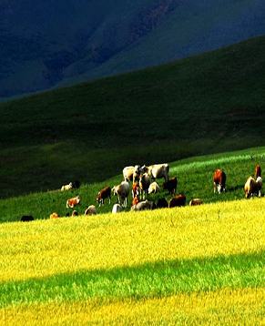 Уезд Долунь Внутренней Монголии является самым красивым «загородным садом» Пекина и Тяньцзиня
