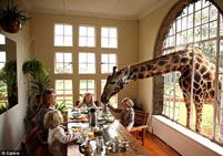 Семья пригрела у себя 8 жирафов