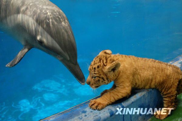 Детеныши льва и тигрицы играют с дельфинами 2