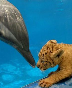 Детеныши льва и тигрицы играют с дельфинами