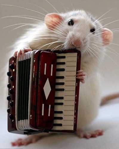 Симпатичная крыса играет на музыкальных инструментах