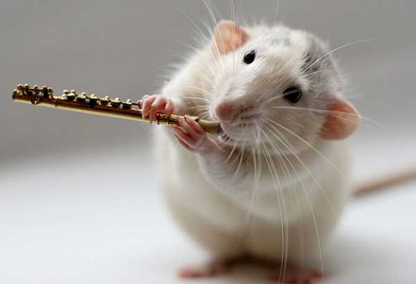 Симпатичная крыса играет на музыкальных инструментах