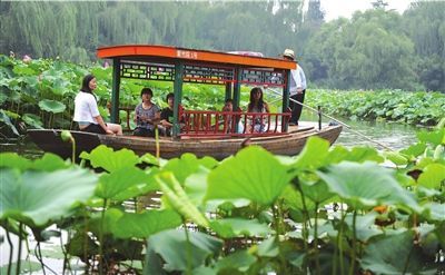 Открылась Выставка лотосов в парке «Цзычжуюань» Пекина 1