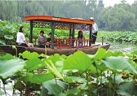 Открылась Выставка лотосов в парке «Цзычжуюань» Пекина