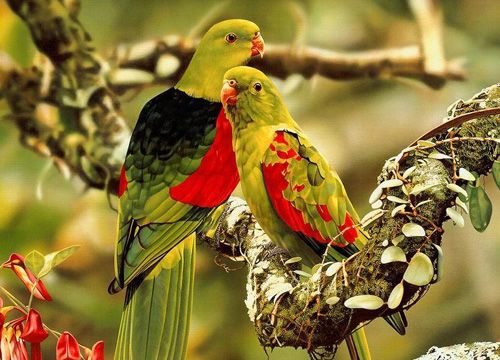 Девять самых красивых птиц мира.