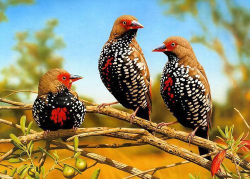 Девять самых красивых птиц мира.
