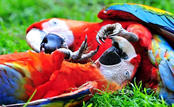 Играющие попугаи в зоопарке Мюнстера Германии.