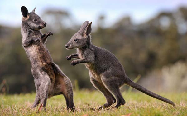 Два кенгуру играют в пункте защиты диких животных в Австралии.