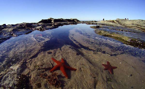 Морские звезды в Южной Африке