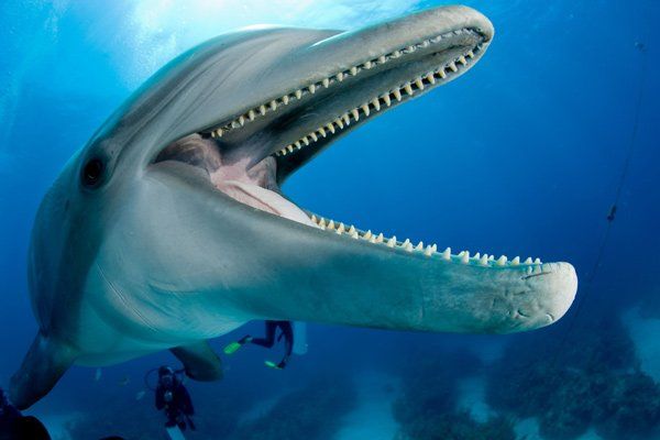 Морские животные в объективах фотоаппаратов