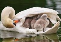 Сильная материнская любовь самки лебедя