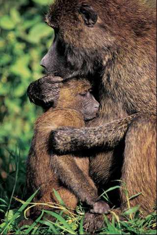 Лучшие фотографии журнала «National Geographic», сделанные в 2009 году