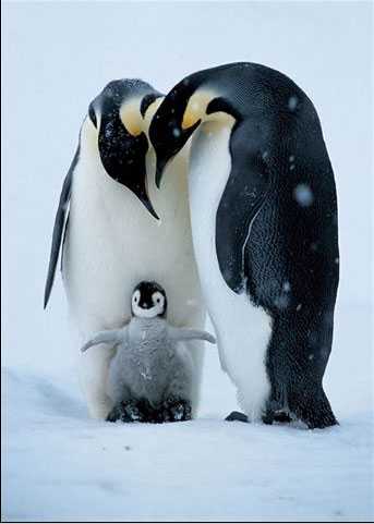 Лучшие фотографии журнала «National Geographic», сделанные в 2009 году