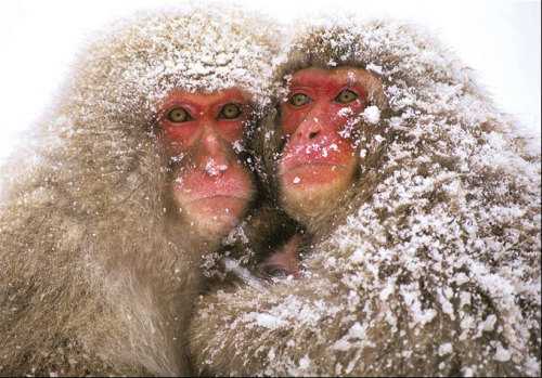 Лучшие фотографии журнала «National Geographic», сделанные в 2009 году