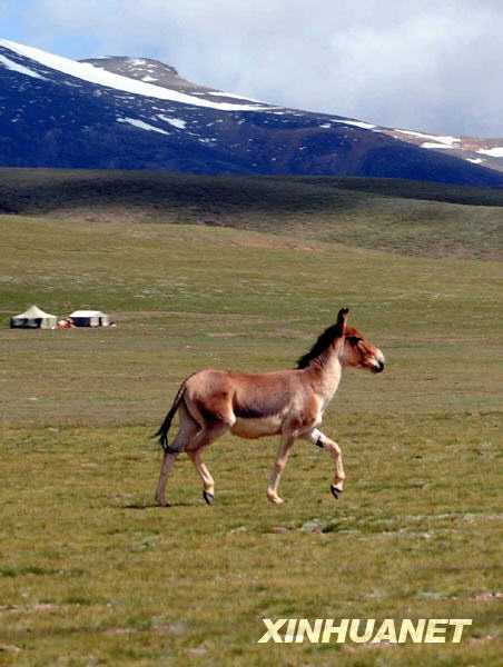 Заповедник ?Цянтан? на севере Тибета – рай для диких животных 