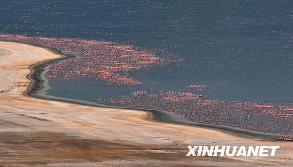 В Кении вновь появился «розовый берег» в месте известном под названием «Рай для наблюдения за птицами» 