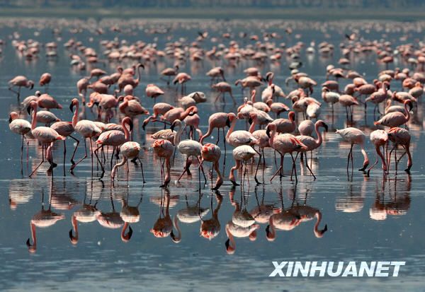 В Кении вновь появился «розовый берег» в месте известном под названием «Рай для наблюдения за птицами» 
