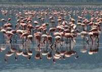 В Кении вновь появился «розовый берег» в месте известном под названием «Рай для наблюдения за птицами»