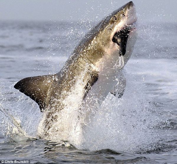 Мгновения ловли рыбы большой белой акулой 