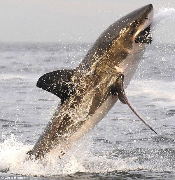 Мгновения ловли рыбы большой белой акулой 