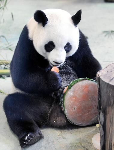 В Тайбэе отметили 5-й день рождения панды Юаньюань 1