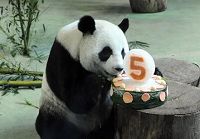В Тайбэе отметили 5-й день рождения панды Юаньюань