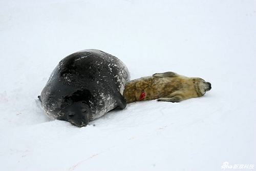 Самка дикого тюленя родила детеныша в снегу на китайской антарктической станции «Чанчэн»
