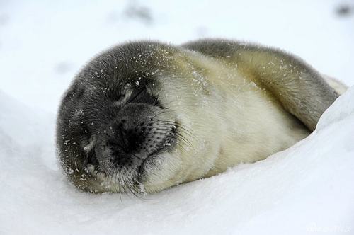 Самка дикого тюленя родила детеныша в снегу на китайской антарктической станции «Чанчэн»