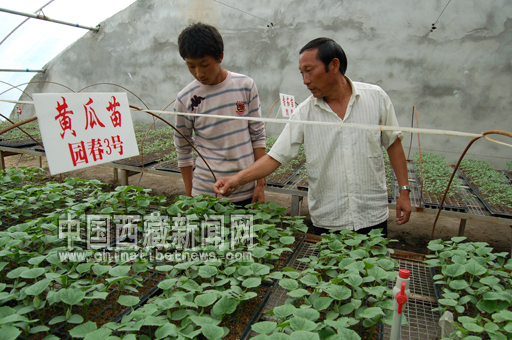 Выращивание парниковых овощей на берегу реки Няньчу делает данные земли более ценными
