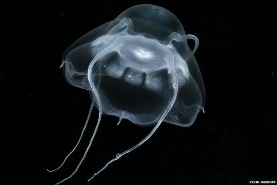 Красивые медузы в Северном ледовитом океане