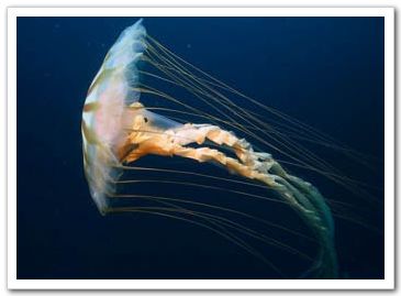 Красивые медузы в Северном ледовитом океане